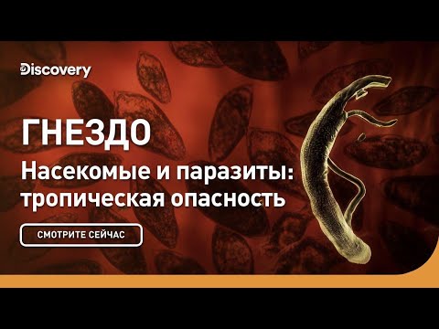 Видео: Гнездо | Насекомые и паразиты: тропическая опасность | Discovery