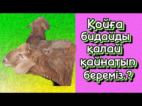 Видео: Бидайды қалай қайнатамыз? Қойларға қайнап піскен бидайды қалай береміз? Өте пайдалы кеңестер