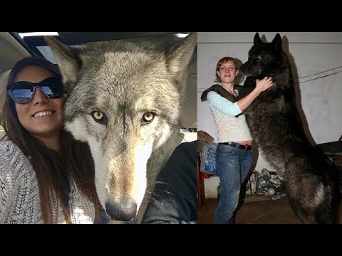 Видео: Полуволки-полусобаки! Почему они лучше обычных собак?