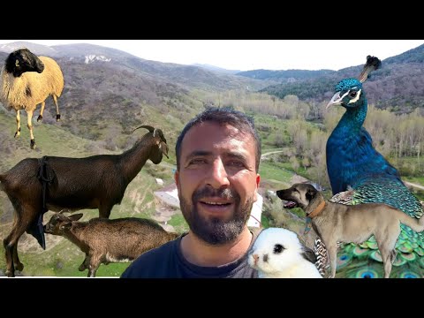 Видео: МЫ САЖАЛИ МЛАДЕНЦЕВ НА КОЗ / СЛЕПОТА КРОЛЬЧАТКА / ПАВЛИН ИГРАЛ ТАК ВПЕРВЫЕ