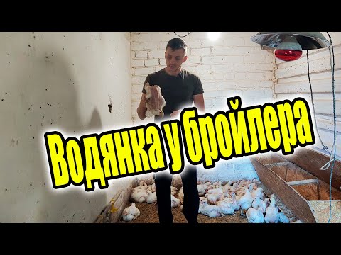 Видео: Водянка у бройлеров! Главные причины и их решение.