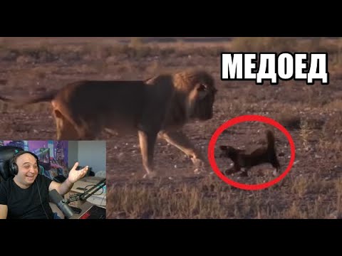 Видео: МЕДОЕД! БИТВА С ТОП ЖИВОТНЫМИ! РЕАКЦИЯ!