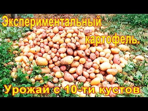 Видео: #98 Эксперимент!! УРОЖАЙ КАРТОФЕЛЯ с 10-ти картофелин.