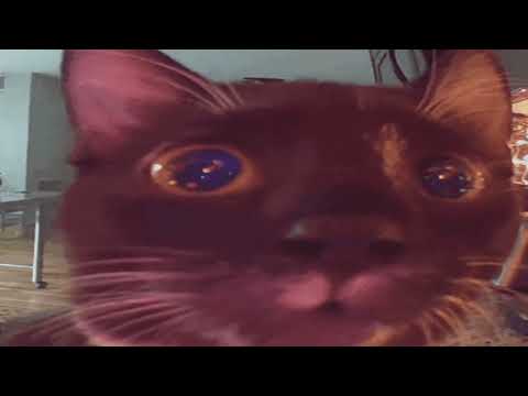 Видео: Давг - Максимус навалил тиктоковый бас
