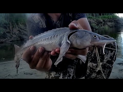 Видео: ЗАКИНУЛИ ДОНКИ НА ОСЕТРА И СТЕРЛЯДЬ!! ПОЛОВИЛИ ЩУКУ И СУДАКА! Рыбалка удалась! съемка 25 июля.