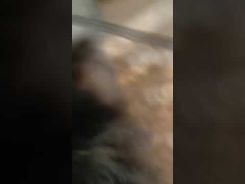 Видео: Померанцкий шпиц, приступ, пароксизмальная дискинезия // paroxysmal dyskinesia