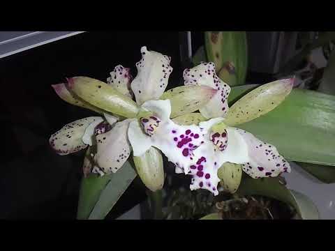 Видео: 12 октября 2025 г.