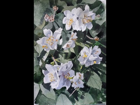 Видео: Рисуем Жасмин(чубушник)