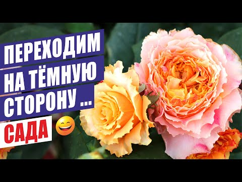 Видео: ПЕРЕХОДИМ НА ТЁМНУЮ СТОРОНУ) ОБЗОР СОРТОВ РОЗ НА ТЕНЕВОЙ СТОРОНЕ САДА