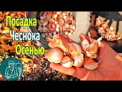 Видео: 🧄 Посадка озимого чеснока под зиму 🌿 Выращивание чеснока по технологии Гордеевых