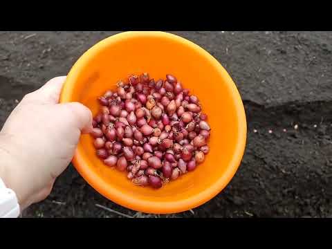 Видео: 02.11.25. Посадили кущовку і дрі ред барон