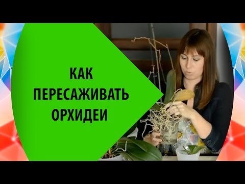 Видео: Пересадка Орхидея Фаленопсис 🌸 Как Пересаживать Орхидеи