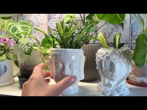 Видео: 1️⃣1️⃣Мои комнатные растения 🪴//Что растет в квартире 🌿//Балкон