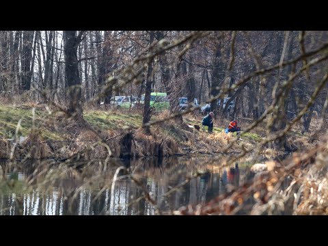 Видео: Да що Ви знаєте про Кльов Карася.За день Тут виловлюють ПівТонни риби.Річка Уж