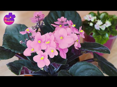 Видео: КАК СОХРАНИТЬ ВАШИ ФИАЛКИ ЛЕТОМ?  10 ТОЛКОВЫХ СОВЕТОВ ОТ ФИАЛОЧНИКА