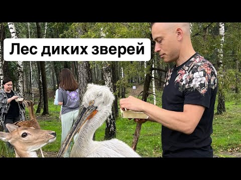 Видео: КОРМИМ С РУКИ ДИКИХ ЗВЕРУШЕК