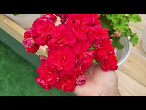 Видео: #578.Воскресный обзор цветения 9.07.23,сравнение сиреневых сортов пеларгоний!