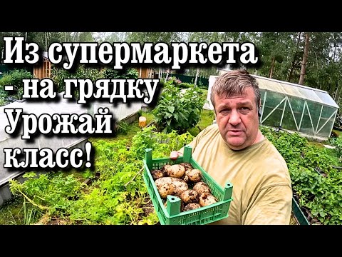 Видео: Урожайный Секрет: Как Мы Сажаем Магазинную Картошку и Кормим Кроликов Арбузом!