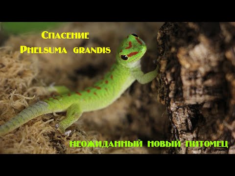 Видео: Спасение Phelsuma grandis из плохих условий