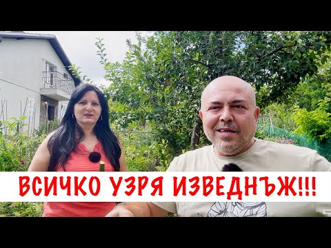 Видео: Всичко узря изведнъж! Не смогваме да наберем!