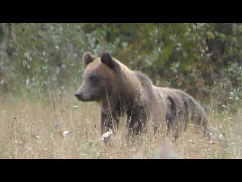 Видео: Медведь на овсах!
