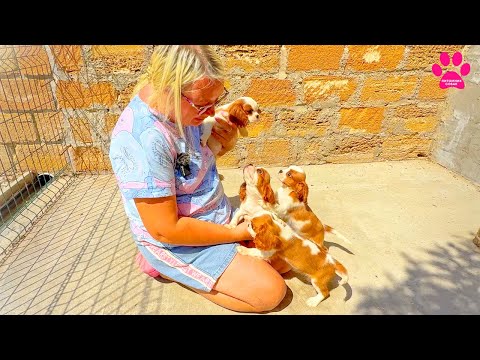 Видео: Такие сладкие Кавалер Кинг Чарльз Спаниели! Осталось 4 щенка! Мы выбрали фаворитов!