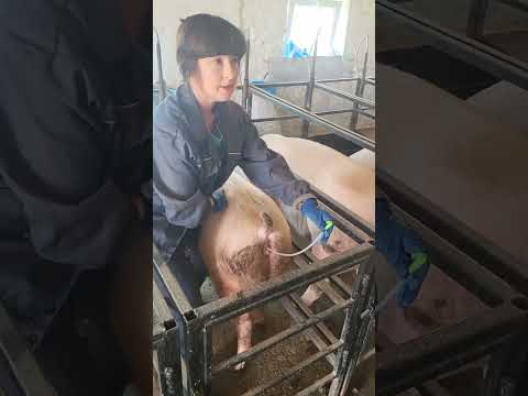 Видео: Правильне виявлення охоти і штучне осіменіння свиней.