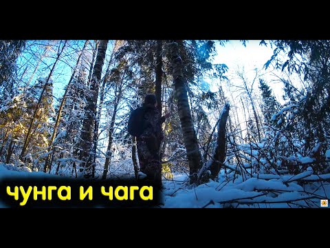 Видео: ОТКЛЮЧИЛИ ЭЛЕКТРИЧЕСТВО В ДОМЕ . Уехал собирать чагу в лес и за водой на родник .