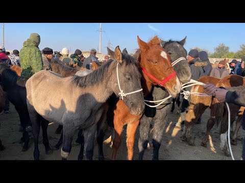 Видео: Базар Коргон Тай Баалары😱9-Ноябрь Оххоо Баа не Дейт🔥🔥