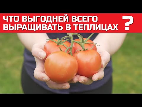 Видео: Что выгодней всего выращивать в теплице 🍅 Преимущества и недостатки тепличного бизнеса