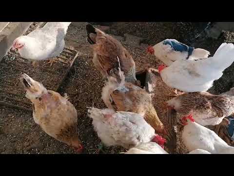 Видео: Как определить какие курочки несутся.