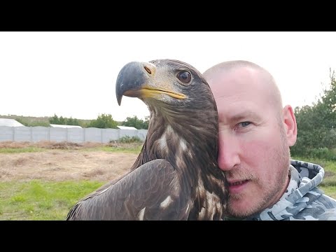 Видео: Что будет , если выпустить Орла погулять ??? #ОрланБелохвот удачно поохотился на соседских кур 🤣🤣🤣