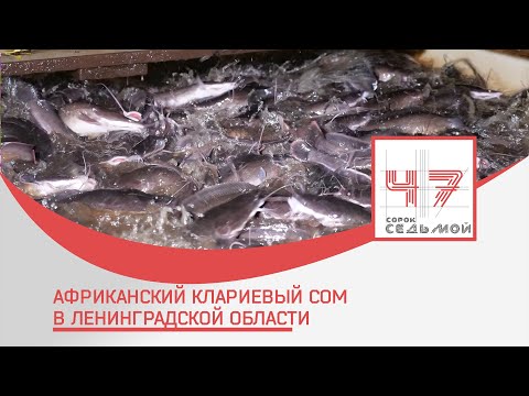 Видео: Африканский клариевый сом в Ленинградской области