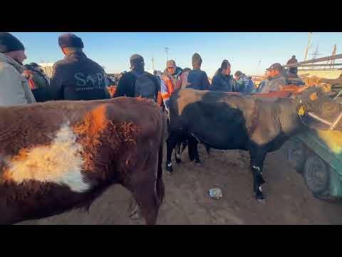 Видео: Хоразм богот мол бозори йош хокиз нархлари13 ноября 2025 г.