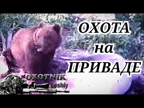 Видео: МЕДВЕДЬ на приваде . Добыт по классике!
