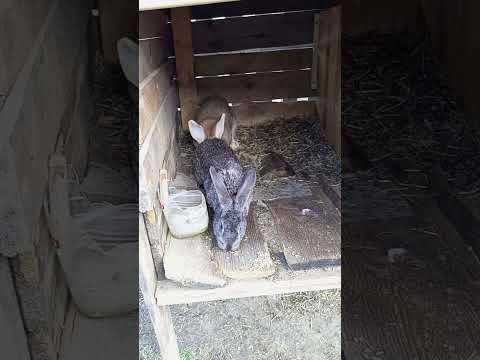 Видео: Пробное покрытие кролей#кролики
