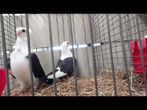 Видео: Декоративные птички .Распродажа.Германия