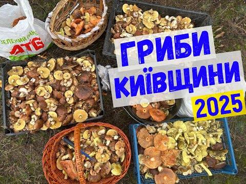 Видео: гриби кінець жовтня 2025