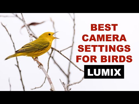Видео: Лучшие настройки камеры для фотосъемки птиц