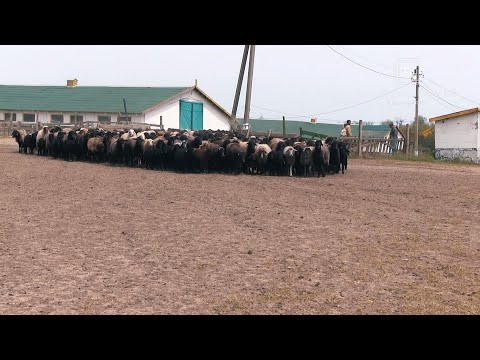 Видео: Овцекомплекс каракульских овец в Тарутинской степи
