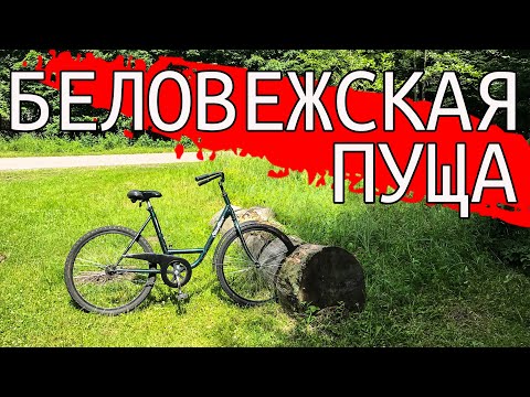Видео: БЕЛОВЕЖСКАЯ ПУЩА. Мясо зубра, граница с Польшей и гибель СССР