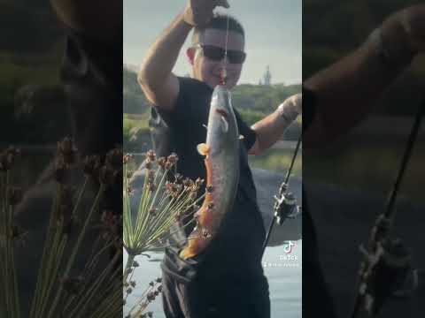 Видео: #fishing #рек #рыбалка #рибалка