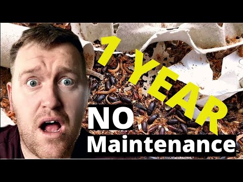 Видео: Ферма по выращиванию мучных червей оставалась нетронутой в течение 1 года