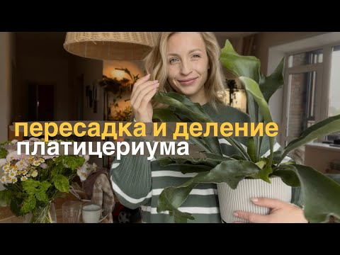 Видео: Деление и пересадка платицериума
