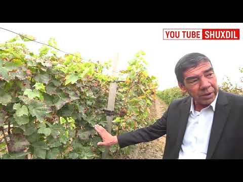 Видео: УЗУМ БИЗНЕСИ БЎЙИЧА ЭНГ КЕРАКЛИ МАСЛАХАТЛАР. АНДИЖОН ВОДИЙ