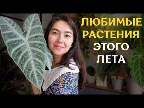 Видео: РАСТЕНИЯ, которые РАДУЮТ меня БОЛЬШЕ ВСЕГО  | ТОП-15 моих самых КРАСИВЫХ растений ЛЕТА 2024