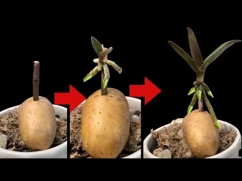 Видео: Мало кто знает, что таким способом можно размножать сверхбыстрые орхидеи.