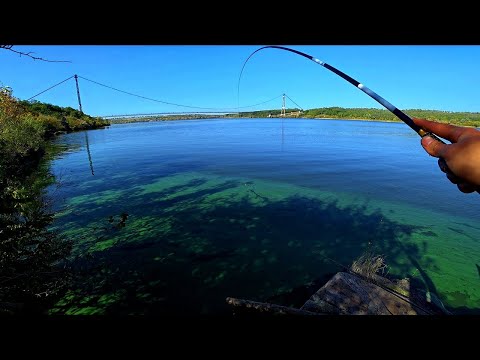 Видео: 24 ЧАСА НА РЫБАЛКЕ. РЕКА ДНЕПР. БЕШЕНЫЙ КЛЁВ