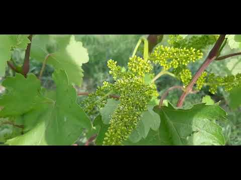 Видео: Цветение винограда  Проф обработка Антракноз Подкормка 18 06 22