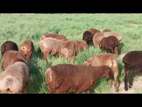 Видео: Фурухта шуд